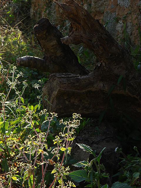 DSC07187.jpg