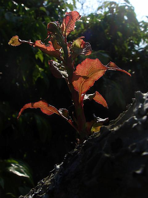 DSC07253.jpg
